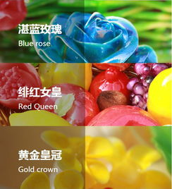 精品糖艺特色班 甜蜜艺术的探索之旅